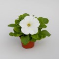 Эспрессо гранде Уайт F1 (White) семена петунии грандифлора (Floranova)