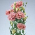 АВС 1 F1 розовая (pink) семена эустомы махровой (Pan American)