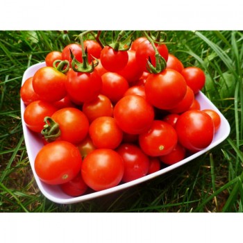 ЕС 1420 F1 (EZ 1420 F1) семена помидора детерминантного (LibraSeeds)