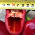 Фанат F1 семян перца сладкого (Lark Seeds)