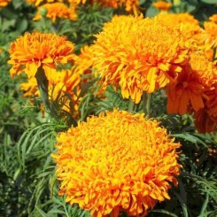 Фантастик Голд семян бархатцев (GL Seeds)