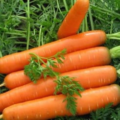 Фауста F1 (ST N493A) насіння моркви Нантес середньої 120 дн. (Soto Seeds)