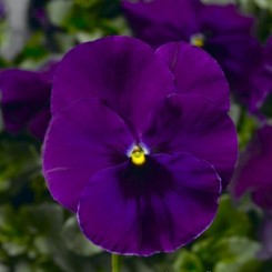 Фино F1 фиолетовая (Violet) семена виолы (Syngenta)