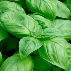 Геніус насіння базиліка (Soto Seeds)
