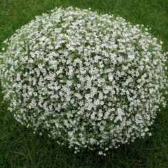 Гипси белые (white) семена гипсофилы компактной (Sakata)