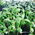Грибная трава (пажитник) семена микрозеленые (Agrocity)