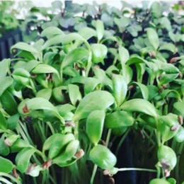 Грибная трава (пажитник) семена микрозеленые (Agrocity)