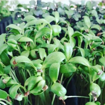 Грибная трава (пажитник) семена микрозеленые (Agrocity)