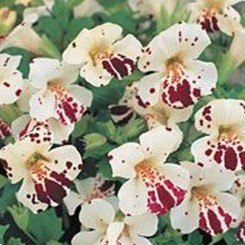 Гавайи White Blotch семян мимулюса (Kitano Seeds)