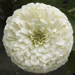 Гиганты Бенари белые (white) семена майор (Benary)