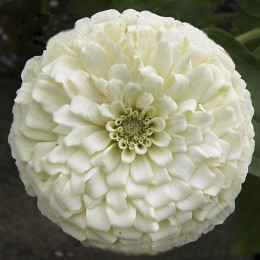 Гиганты Бенари белые (white) семена майор (Benary)