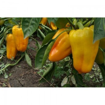 Гладіатор насіння перцю солодкого (GL Seeds)