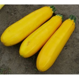 Голдстик F1 семян цуккини (Lark Seeds)