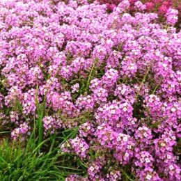 Горная сказка розовый семена алиссума (GL Seeds)