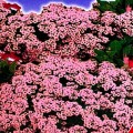 Горная сказка розовый семена алиссума (GL Seeds)