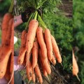 Грета F1 семян моркови (Lucky Seed)
