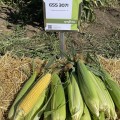 ГСС3071 F1 семена кукурузы суперсладкой Sh2 (Syngenta)