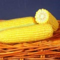 ГСС3071 F1 семена кукурузы суперсладкой Sh2 (Syngenta)