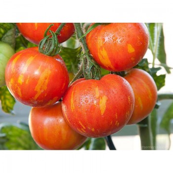 Яблоневый спас семена детерминантного томата (GL Seeds)