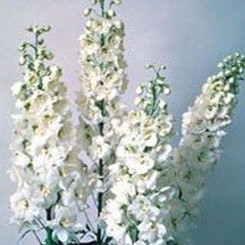 Икебана White (белый) семян дельфиниума альпийского (Kitano Seeds)