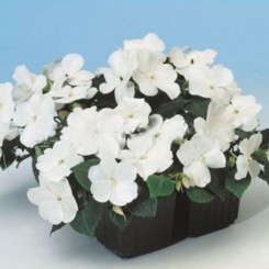Имара F1 белый (white) семена бальзамина (Syngenta)