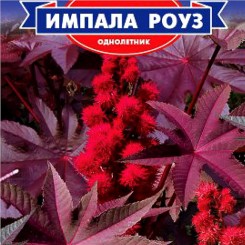 Импала Роуз семян клещевины (GL Seeds)