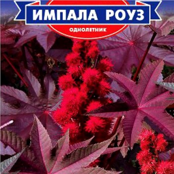 Импала Роуз семян клещевины (GL Seeds)