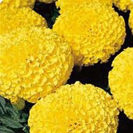 Кабери Yellow (желтые) семена бархатцев американских (Kitano Seeds)