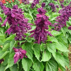 Кампай Purple семян сальвии блестящей 15-25см (Kitano Seeds)