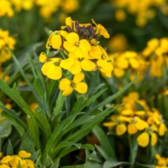 Канарковые желтые (Canaries yellow) семена эризимума (Syngenta)
