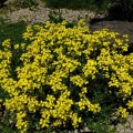 Канарковые желтые (Canaries yellow) семена эризимума (Syngenta)