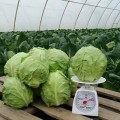 Канто F1 семена капусты белокочанной (Kitano Seeds)
