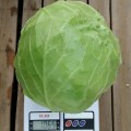 Канто F1 семена капусты белокочанной (Kitano Seeds)
