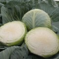 Киласис F1 семена капусты б/н средней 75-80 дн. 1,5-3 кг окр. (Syngenta)
