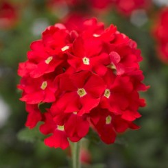 Вербена красная (red) семена вербены (Hem Zaden)