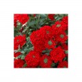 Вербена красная (red) семена вербены (Hem Zaden)