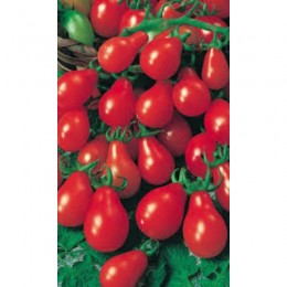 Красный колокольчик семян помидора черри индетерминантного (GL Seeds)