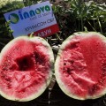 Кримсон Світ насіння кавуна середнього (Innova Seeds)