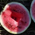 Кримсон Світ насіння кавуна середнього (Innova Seeds)