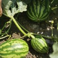 Кримсон Світ насіння кавуна середнього (Innova Seeds)