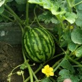 Кримсон Світ насіння кавуна середнього (Innova Seeds)