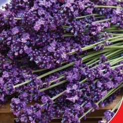 Лаванда узколистная (GL Seeds).