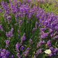 Лаванда узколистная (GL Seeds).