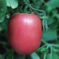 Камелот (LS 1264) F1 семена помидора детерминантного (Lucky Seed)