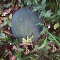 ЛС 1544 F1 (LS 1544 F1) семена арбуза среднего (Lucky Seed)