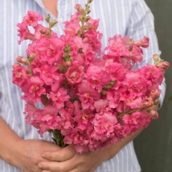 Мадам Баттерфляй F1 розовый (rose) семена антирринум (Syngenta)