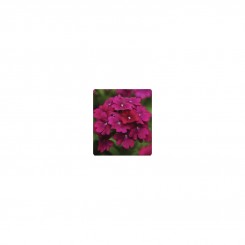 Мадам Purple (фиолетовая) семена вербены гибридной (Kitano Seeds)
