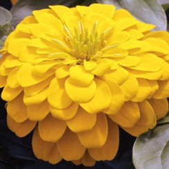 Магеллан F1 желтые (yellow) семена майор (Syngenta)