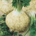 Максим семян сельдерея корневого (Semo)