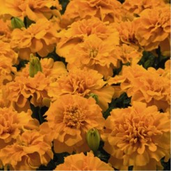 Маленький оранжевый герой (Orange) семян бархатцев развесистых (Benary)